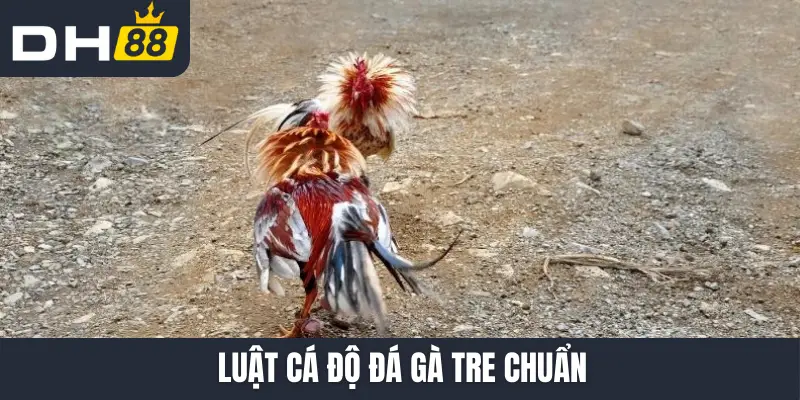 Luật cá độ đá gà tre chuẩn